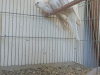 Albino yavrular Melek bunlar el besleme sultanlar