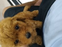Mini boy toy poodle Kore bebeklerim teslime hazır