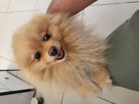 Erkek safkan pomeranian boo
