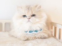 Blue golden longhair safkan erkek yavru