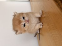Safkan British Shorthair Golden Ny12 Yavrum
