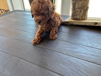 Boy kilo garantili teacup erkek poodle