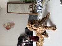Poodle bebeklerimiz