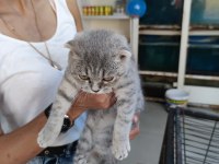 Bebek scottish fold her ile güvenli gönderim yapılır