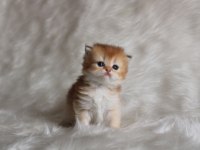 British Longhair Golden Ny11 Ny25 Bebekler
