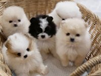 Sevimli Mini Boy Pomeranian Boo Yavruları Hazır