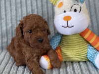 Eşsiz Güzellikte Toy Poodle Yavru