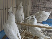 Albino sultan papağanı yavru