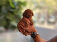 KORE DİŞİ VE ERKEK TOY POODLE YAVRULARIMIZ