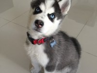 HUSKY MAVİ BONCUKLAR GÖNÜLLERİ YAKIYOR