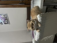 Kedimi sahiplendirmek istiyorum