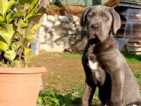 Cane corso blue yavrumuz erkek