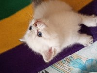 British shorthair oğlumuza ve kızımıza yuva arıyoruz