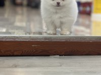 Pomeranian boo köpeğimiz