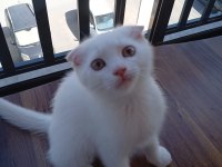Scottish fold kedimi