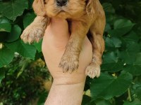 American cocker