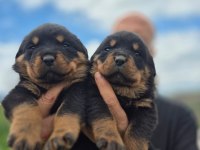 Rottweiler bebeleri