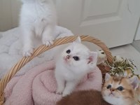 Scottish fold ve blue point bulunmayan cinsi