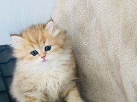 Ny24 golden yavru british longhair