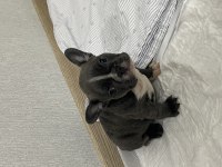 FRENCH BULLDOG BLUE ERKEK ANKARA İÇİ