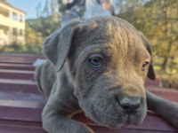 Cane Corso Yavrularımız