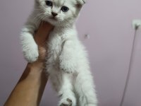 british shorthair yavrular