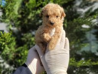 Sevgi Dolu Maltipoo Yavrularımız