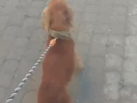 1 Yaşında Erkek American Cocker