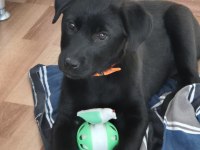 Labrador Melez Yavru