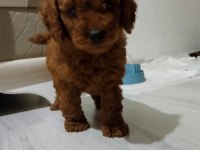 3.5 aylık tuvalet eğitimli erkek toy poodle