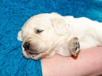 Golden Retriever Yavrular İçin Ulaşabilirsiniz