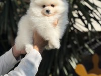 İTHAL POMERANİAN BEBEKLER