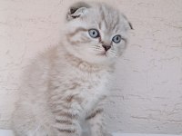 Safkan Top Kafa Sıfır Kulak Scottish Fold Yavrular
