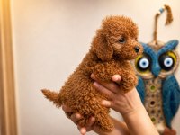 Sağlıklı Aşılı Safkan Red Toy ve Micro Poodle Yavru