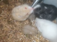 Gonzales yavrular hamster