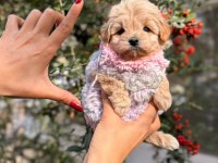 Yavru Maltipoo