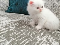 safkan iran kedisi yavruları