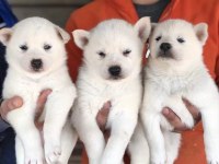 Husky yavrularımız yeni ailesini bekliyor