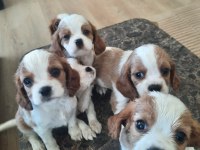 Orijinal Cavalier King Charles Yavrular