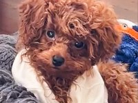 Toy poodle 9 aylık