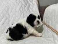 Shih Tzu (Şitsu)