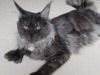 Orjinal saf kan full secereli parmak main coon