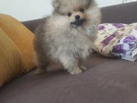 Pomeranian boo erkek köpeğimiz