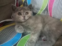 British shorthair ve longhair yavrular