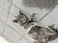 Kedimiz 3 aylık british shorthair