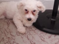25 ocak doğumlu dişi terrier