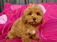 MİNİ BOY MALTİPOO ERKEK YAVRULARIMIZ