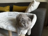 Sıfır kulak Scottish fold cinsi yavrumuza aile arıyoruz