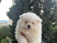 Ayı surat pomeranian bebekler