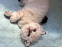 Son british shorthair kedimiz